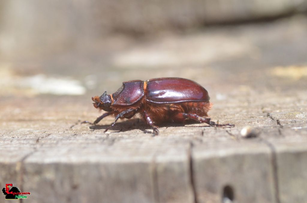 Oryctes nasicornis femmina?  Sì !